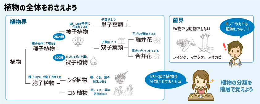 チートシート：小学生が苦手な植物の分類を攻略しよう