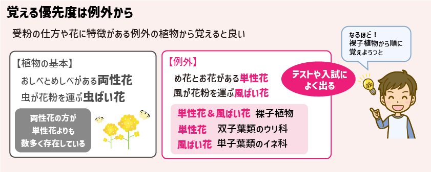 チートシート：小学生が苦手な植物の分類を攻略しよう