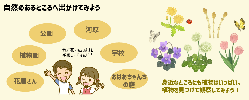 チートシート：小学生が苦手な植物の分類を攻略しよう