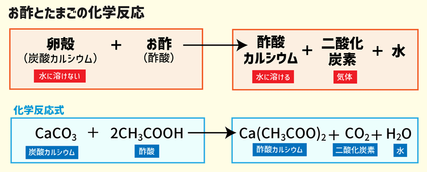 スタッキーのおうちでカンタン理科実験！ぷよぷよスケルトンたまごを作ろう