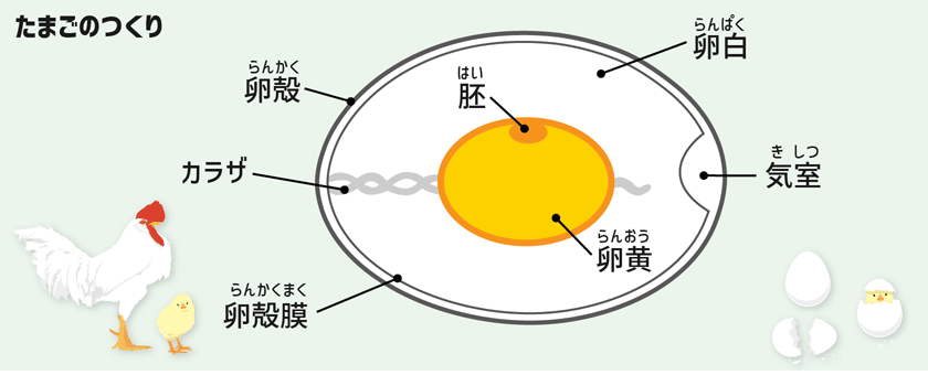 スタッキーのおうちでカンタン理科実験！ぷよぷよスケルトンたまごを作ろう