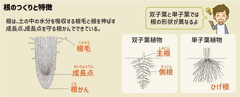 Stacky スタッキーブログ：植物の成長に必要な光合成と呼吸をマスターしよう