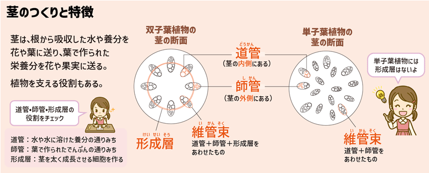 Stacky スタッキーブログ：植物の成長に必要な光合成と呼吸をマスターしよう