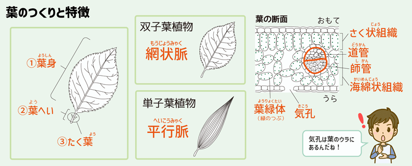 Stacky スタッキーブログ：植物の成長に必要な光合成と呼吸をマスターしよう