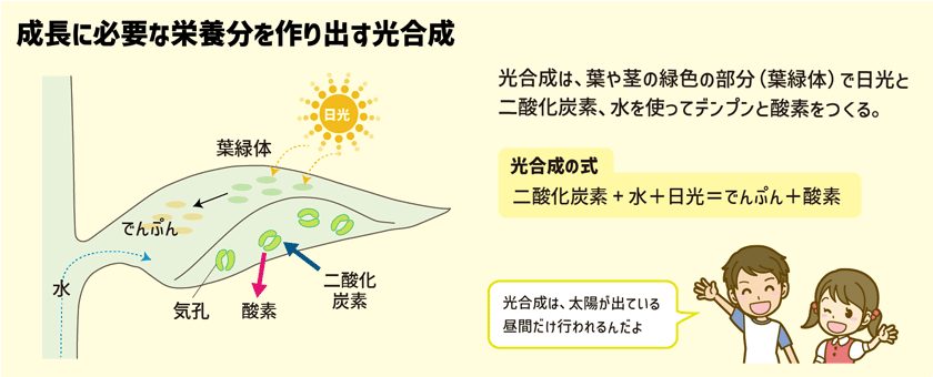 Stacky スタッキーブログ：植物の成長に必要な光合成と呼吸をマスターしよう