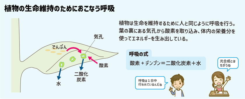 Stacky スタッキーブログ：植物の成長に必要な光合成と呼吸をマスターしよう