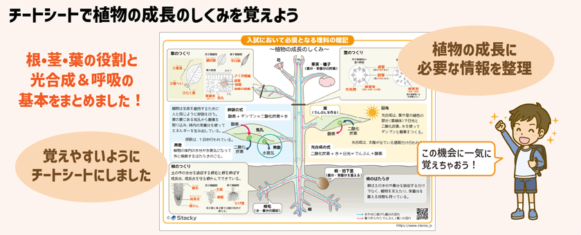 Stacky スタッキーブログ：植物の成長に必要な光合成と呼吸をマスターしよう