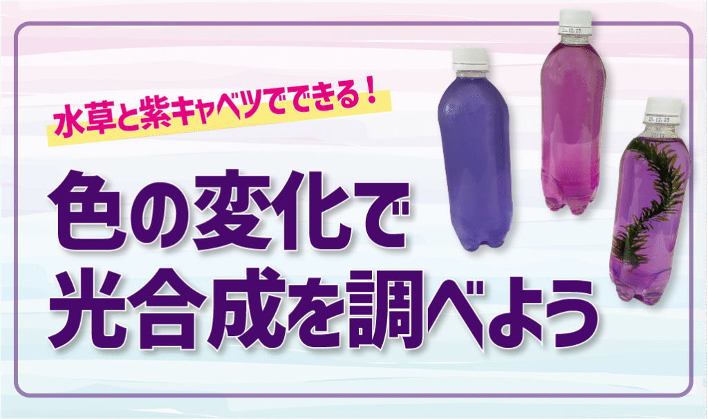 水草と紫キャベツでできる！色の変化で光合成を調べよう