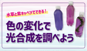 水草と紫キャベツでできる！色の変化で光合成を調べよう